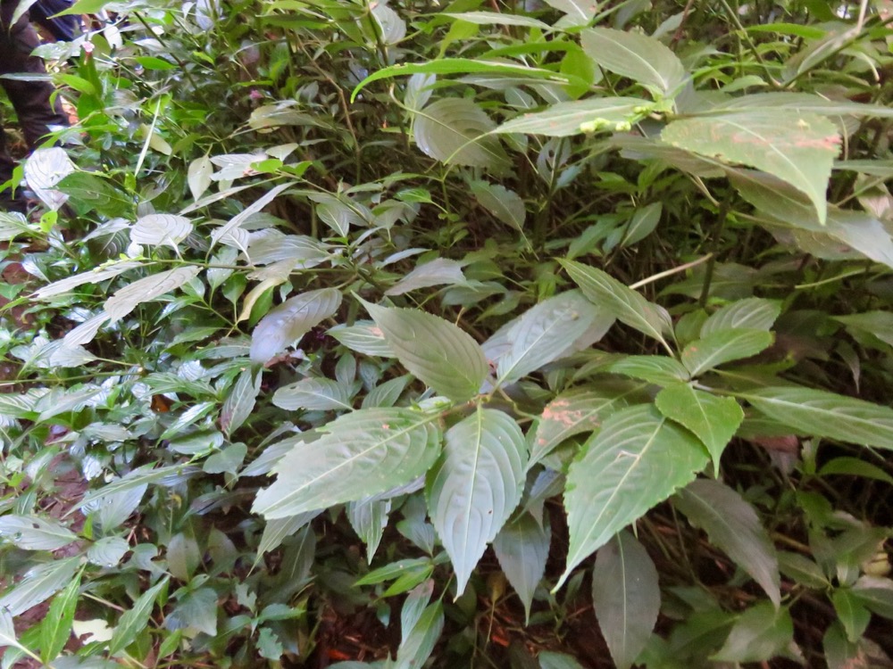 20. Strobilanthes hamiltonianus (Steud.) Bosser et Heine - Califon - Acanthaceae - Inde.jpeg