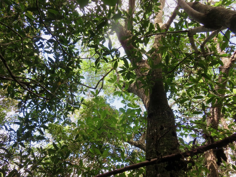 21. Olea lancea - Bois d'olive blanc - Oleaceae - Indigène de La Réunion et de l'île Maurice.jpeg