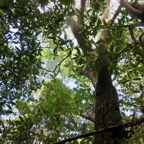 21. Olea lancea - Bois d'olive blanc - Oleaceae - Indigène de La Réunion et de l'île Maurice.jpeg