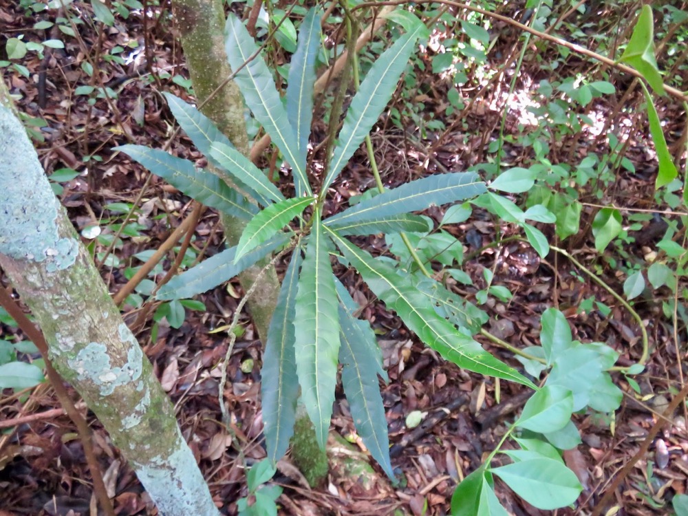 26.  Juvénile de Hugonia serrata - Liane de clé - Linaceae - rare, endémique de la Réunion et de Maurice.jpeg