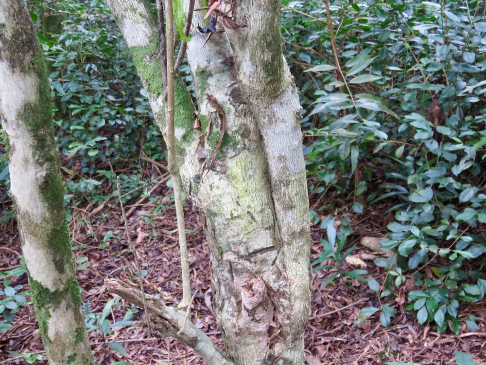 28. Vieux pied de Hugonia serrata - Liane de clé - Linaceae - rare, endémique de la Réunion et de Maurice.jpeg