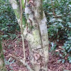 28. Vieux pied de Hugonia serrata - Liane de clé - Linaceae - rare, endémique de la Réunion et de Maurice.jpeg