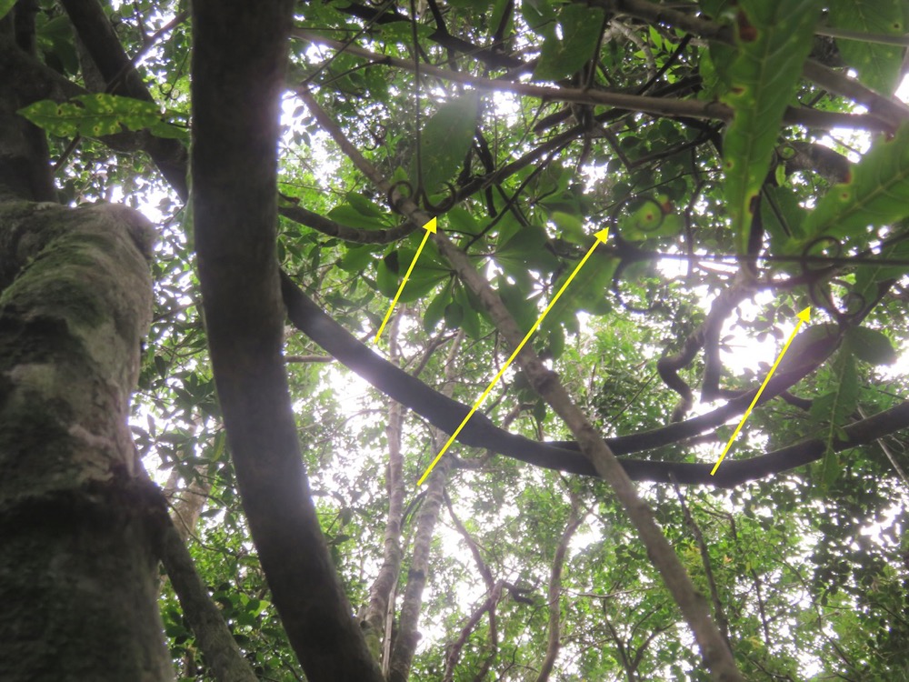 29. Clés de Hugonia serrata - Liane de clé - Linaceae - rare, endémique de la Réunion et de Maurice.jpeg