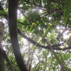 29. Clés de Hugonia serrata - Liane de clé - Linaceae - rare, endémique de la Réunion et de Maurice.jpeg