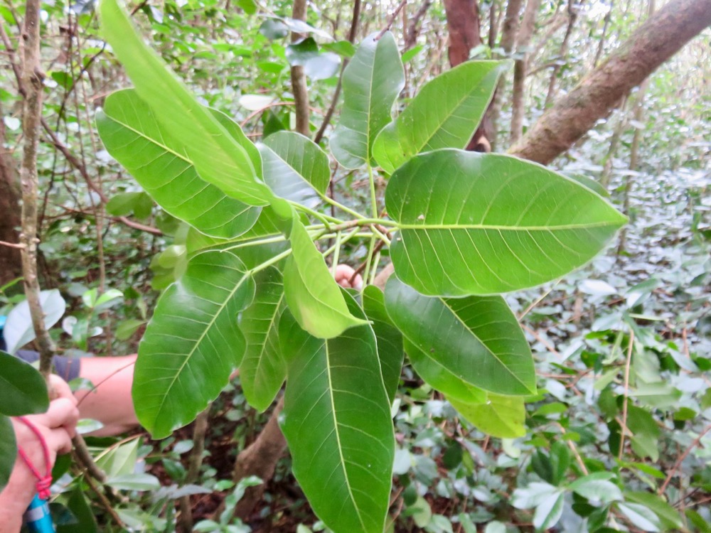 30. Ficus densifolia - Grand Affouche - Moraceae.jpeg