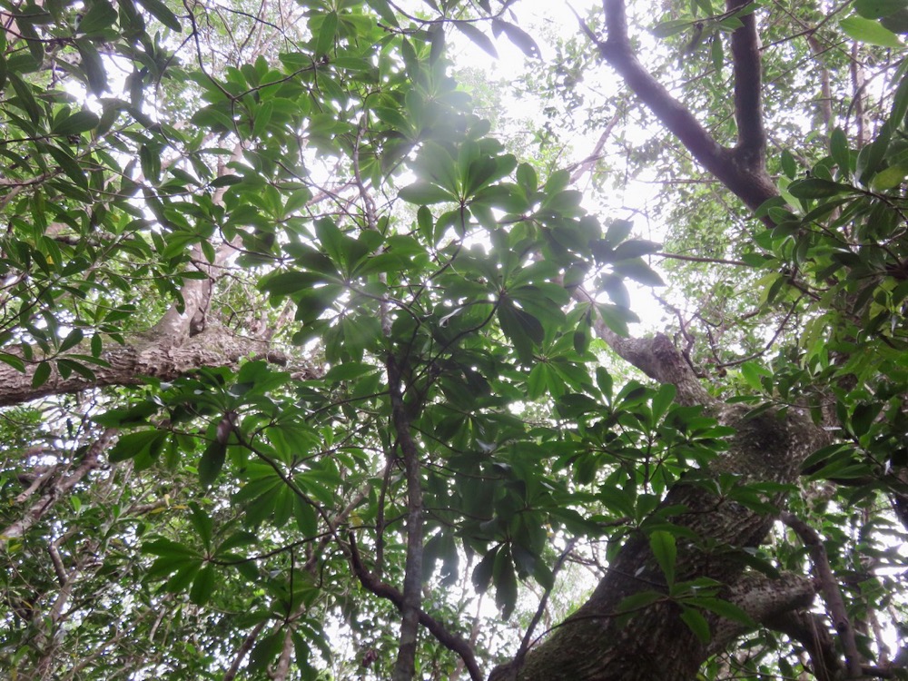 35. Très grand Badula barthesia - Bois de savon - Primulaceae.jpeg