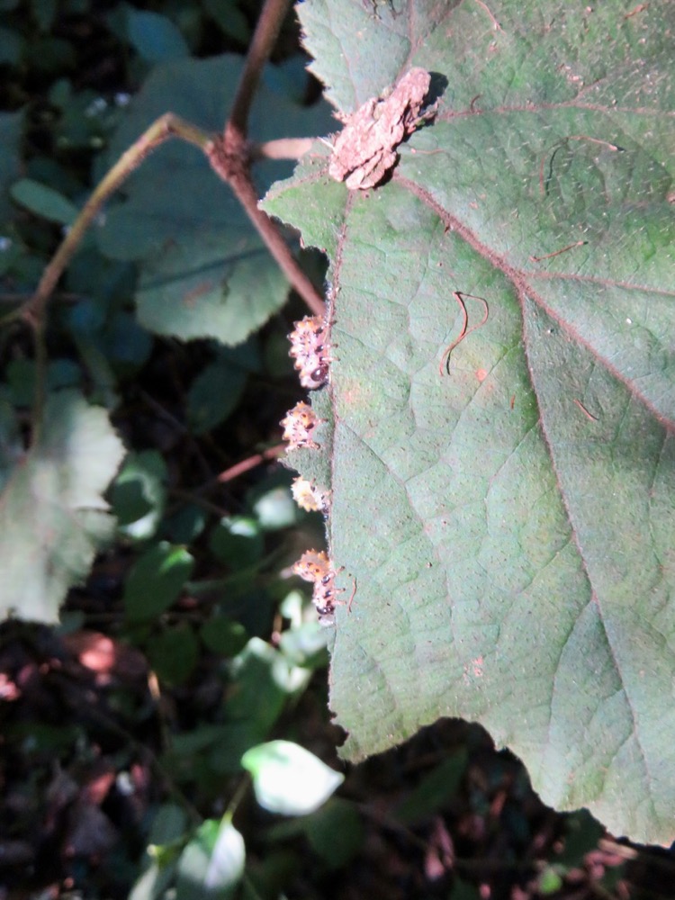 4. Chenilles de la mouche bleue sur face supérieure de vigne marron.jpeg