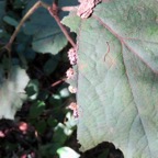 4. Chenilles de la mouche bleue sur face supérieure de vigne marron.jpeg