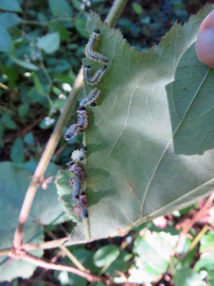 5. Chenilles de la mouche bleue sur face inférieure de vigne marron.jpeg