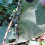 5. Chenilles de la mouche bleue sur face inférieure de vigne marron.jpeg