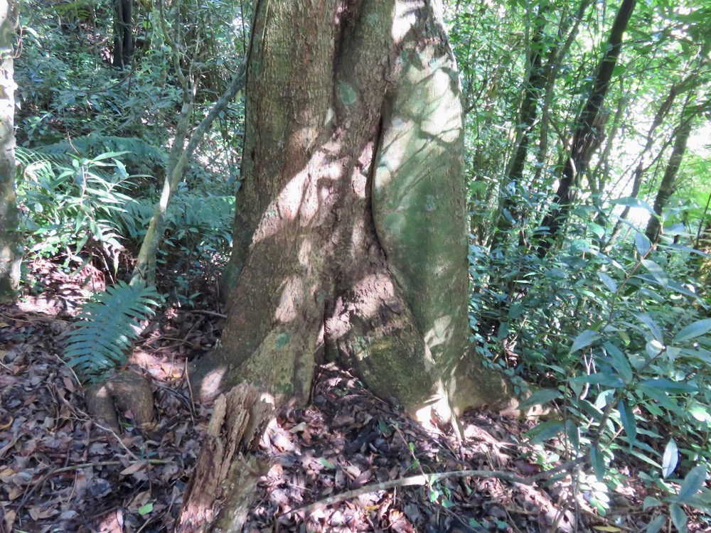 6. Ficus densifolia - Grand Affouche - Moraceae.jpeg