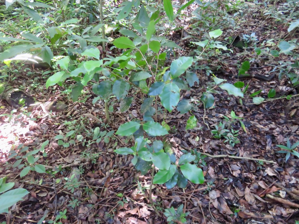 7. Coffea mauritiana - Café marron - RUBIACEE.jpeg