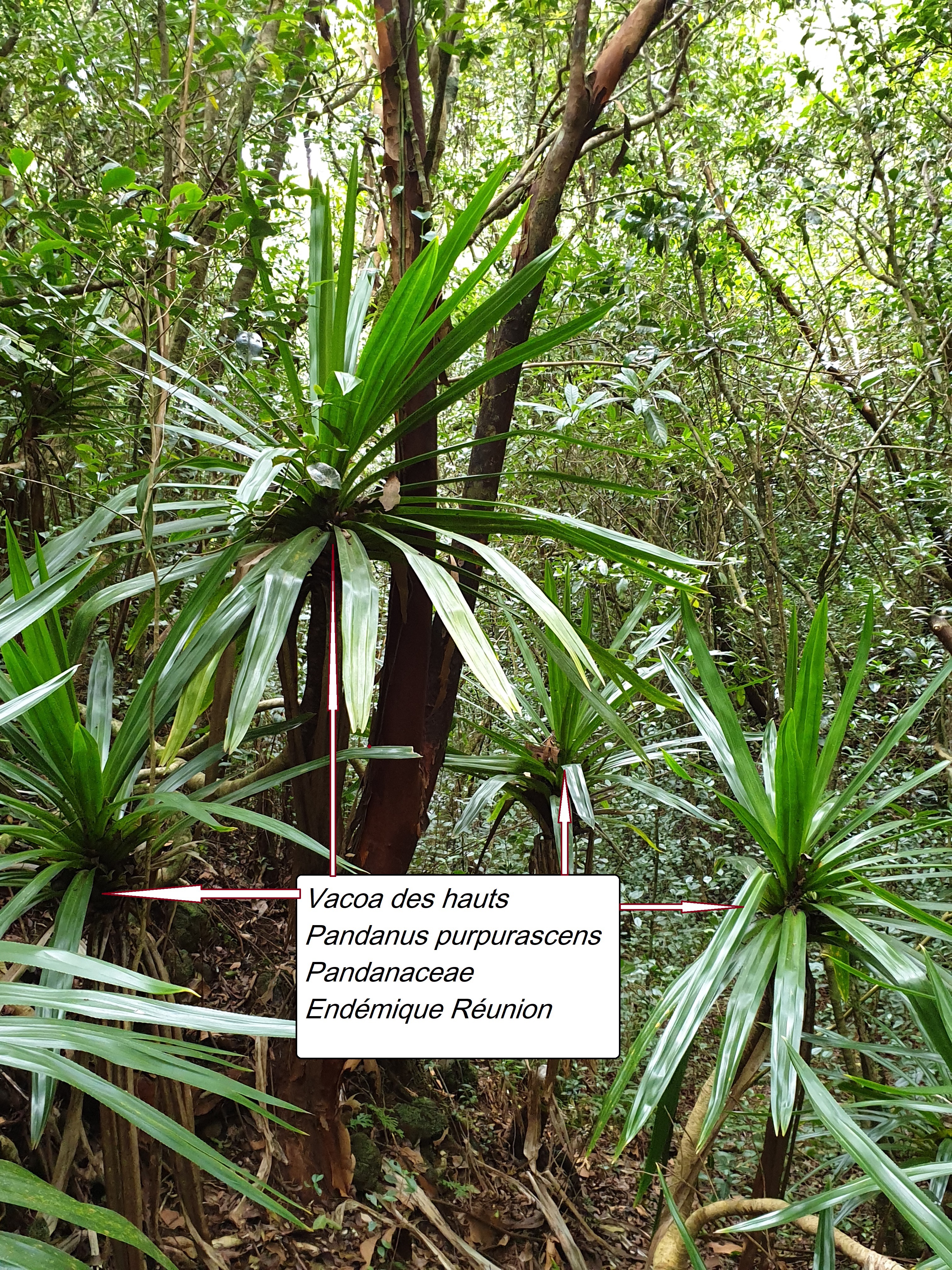 40- Pandanus purpurascens.jpg