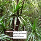 40- Pandanus purpurascens.jpg