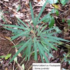 47- Hibiscus boryanus.jpg