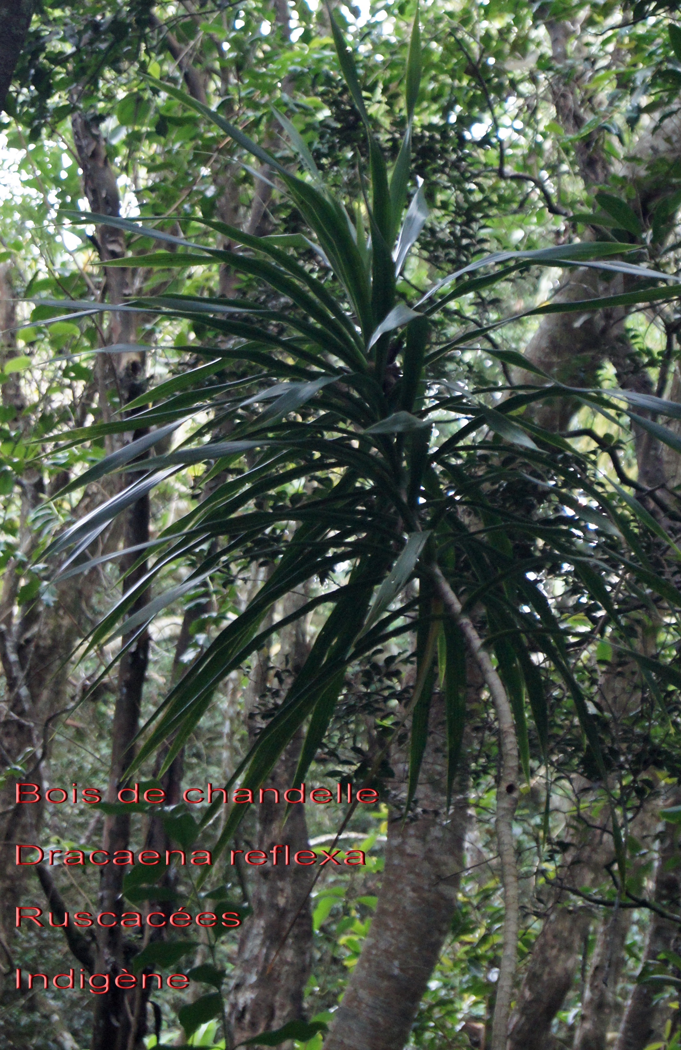 55- Bois de chandelle- Dracaena reflexa (1).jpg