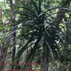 55- Bois de chandelle- Dracaena reflexa (1).jpg