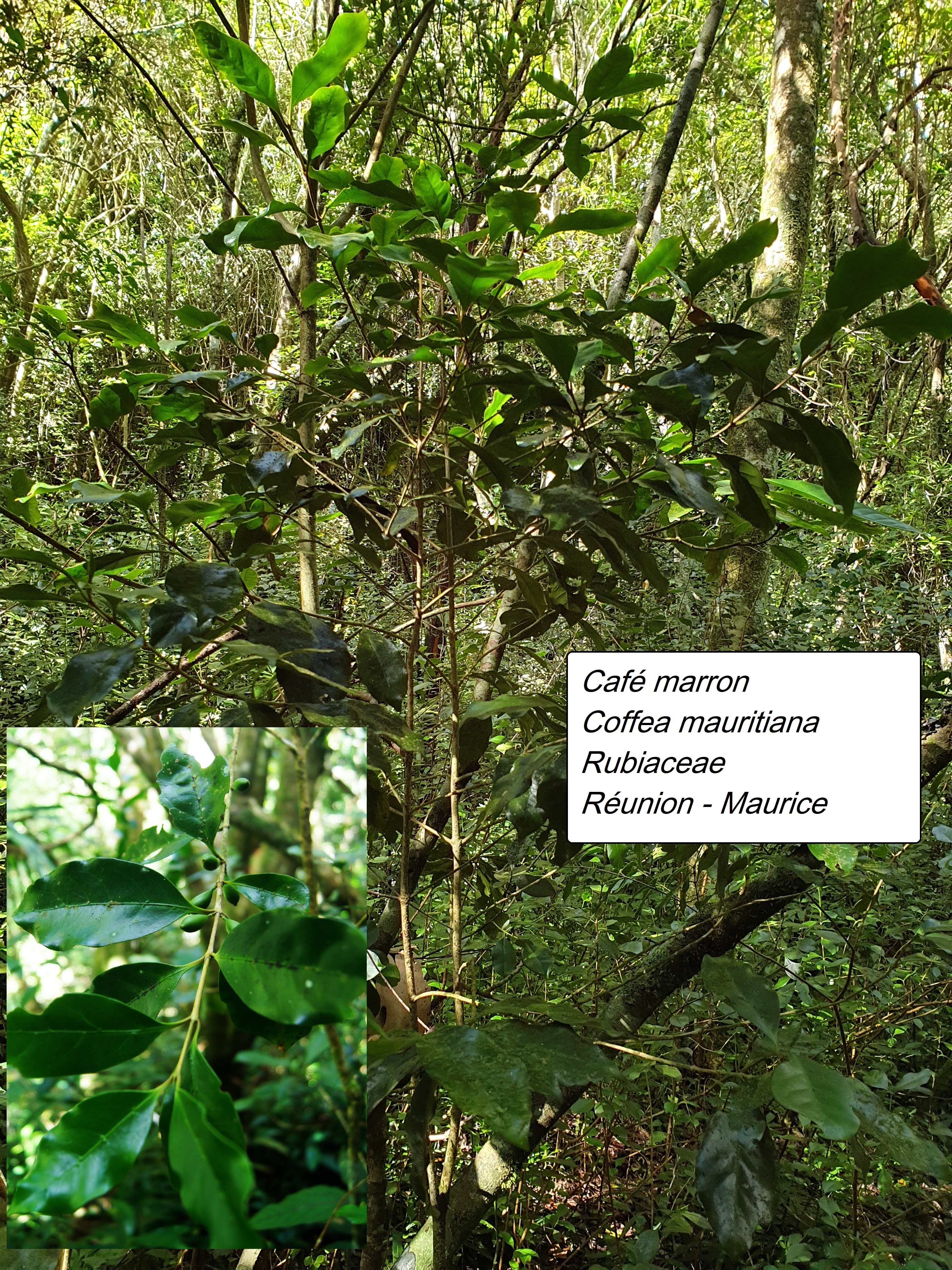 68- Coffea mauritiana-4.jpg