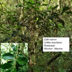 68- Coffea mauritiana-4.jpg