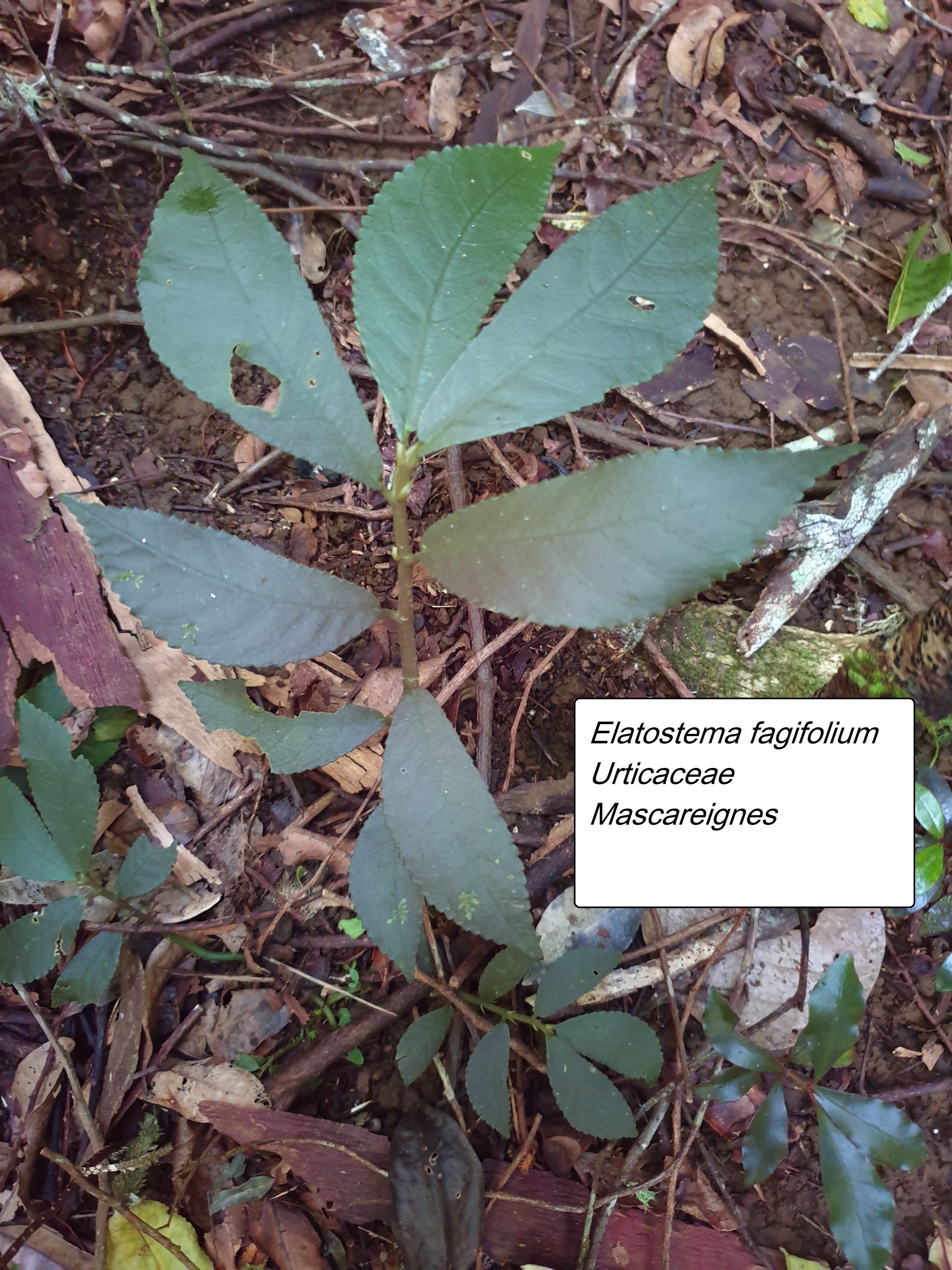 74- Elatostema fagifolium.jpg