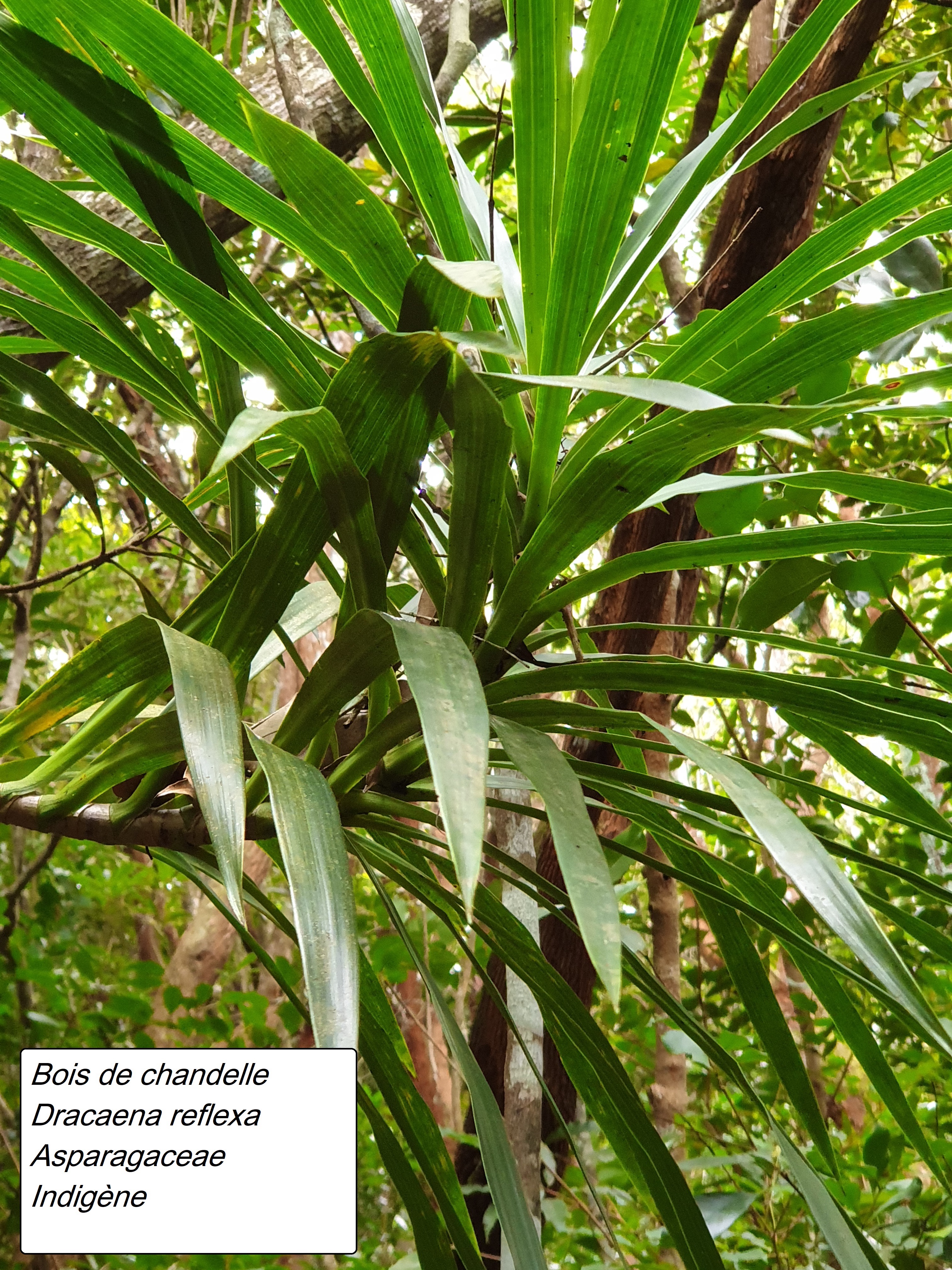 98- Dracaena reflexa-2.jpg