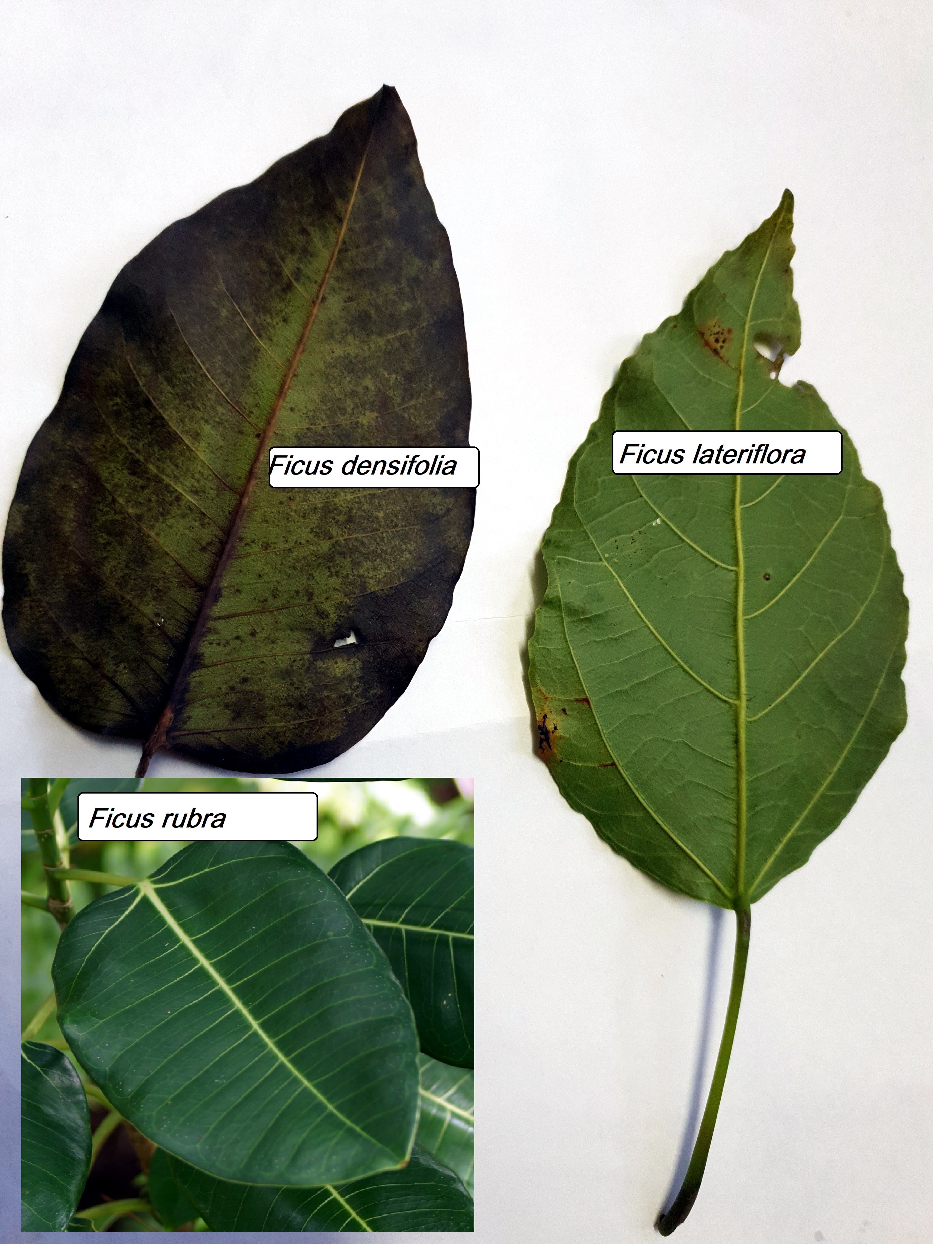 Feuilles de Ficus.jpg