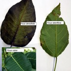 Feuilles de Ficus.jpg