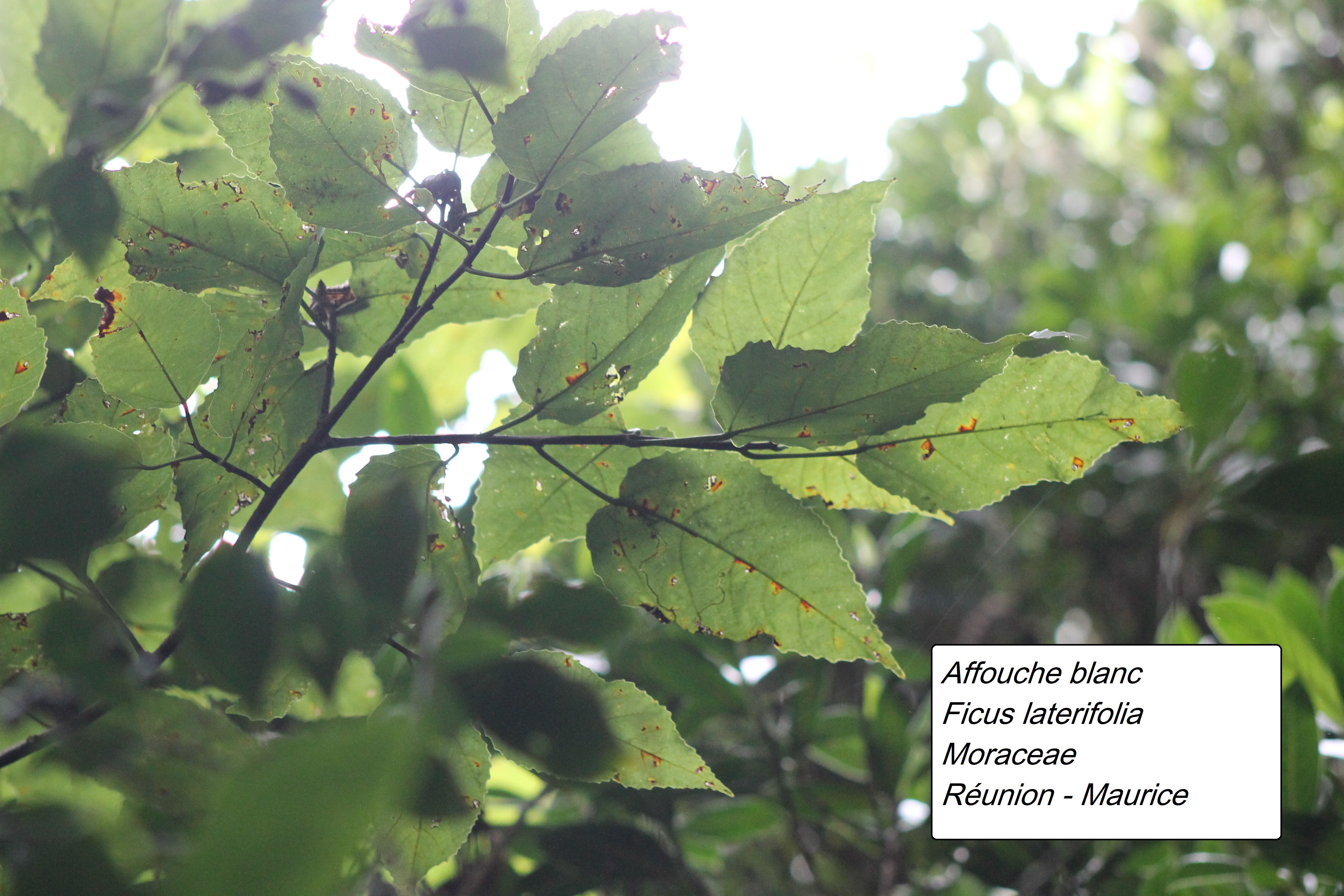 101- Ficus lateriflora - Affouche blanc.JPG