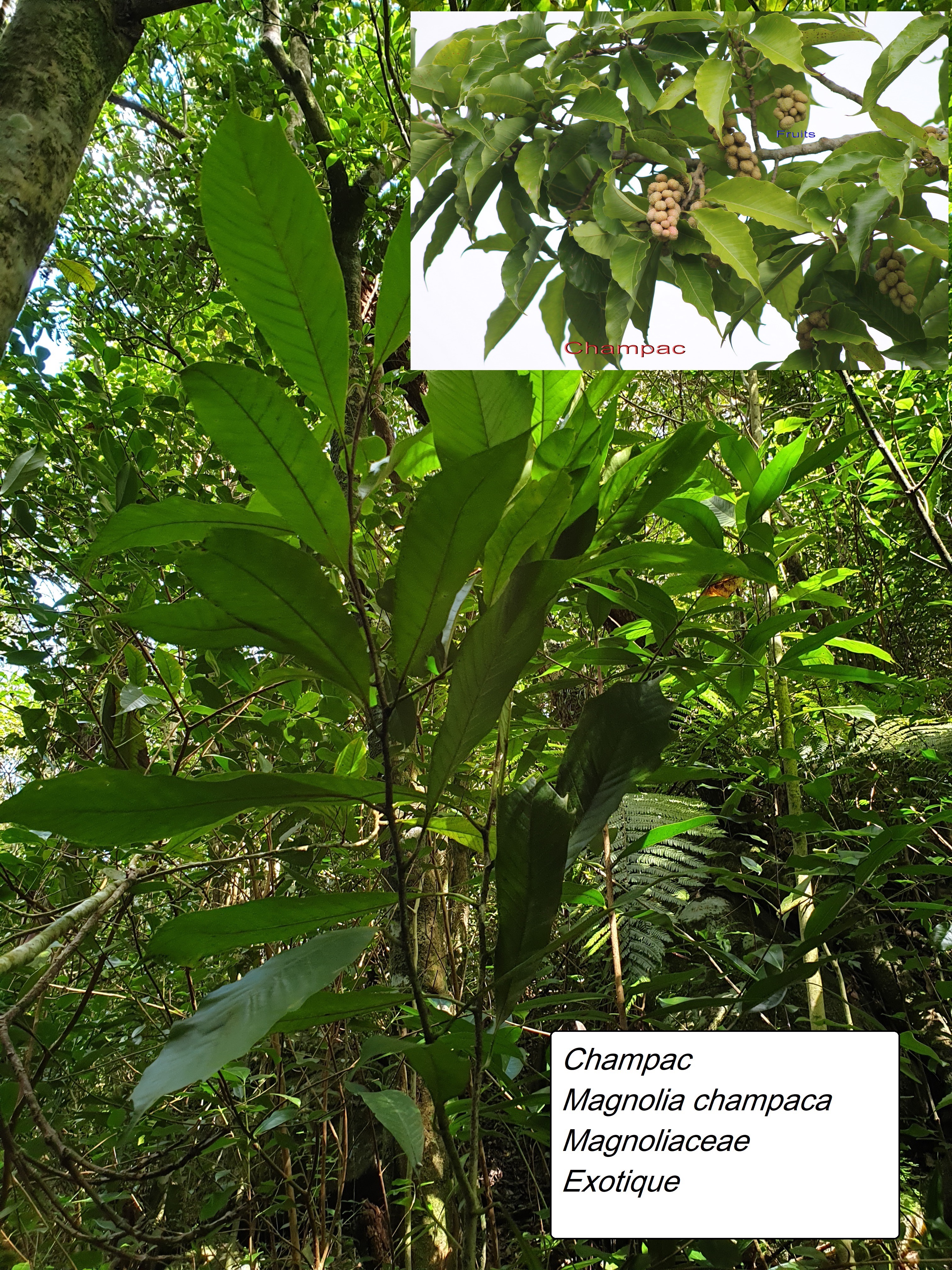 109- Magnolia champaca- Champac.jpg