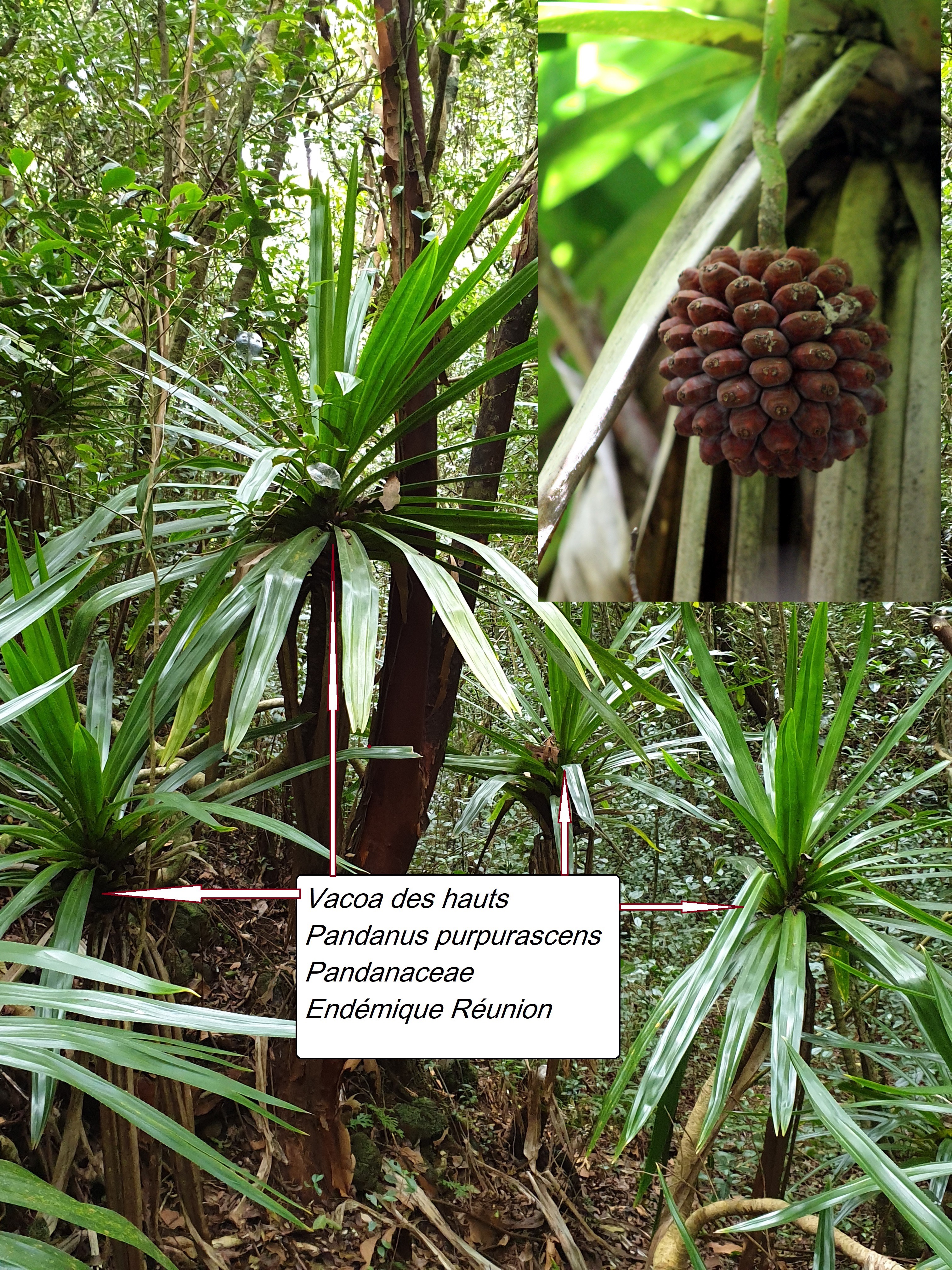 120- Pandanus purpurascens.jpg