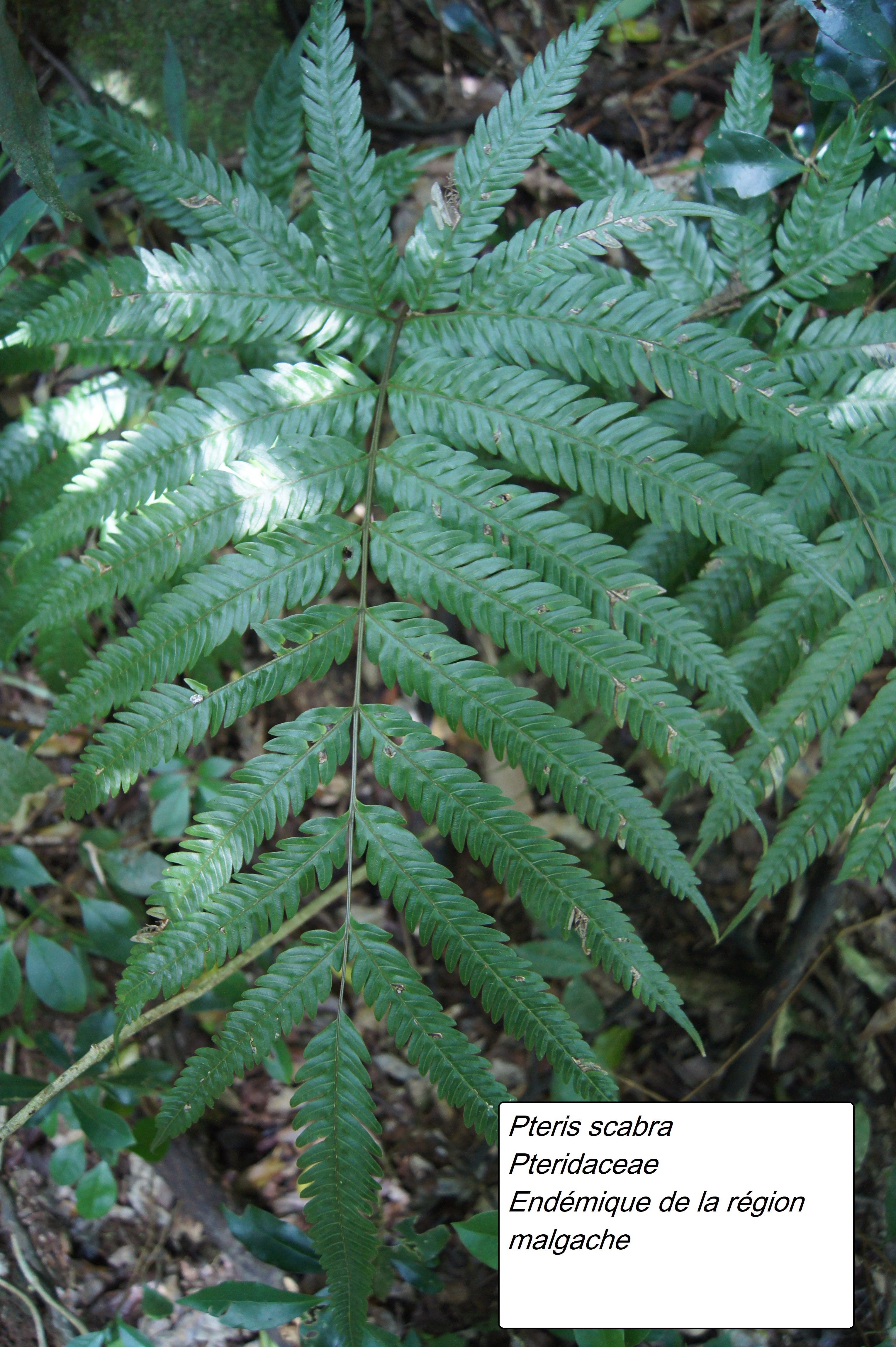 124- Pteris scabra-3.JPG