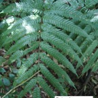 124- Pteris scabra-3.JPG