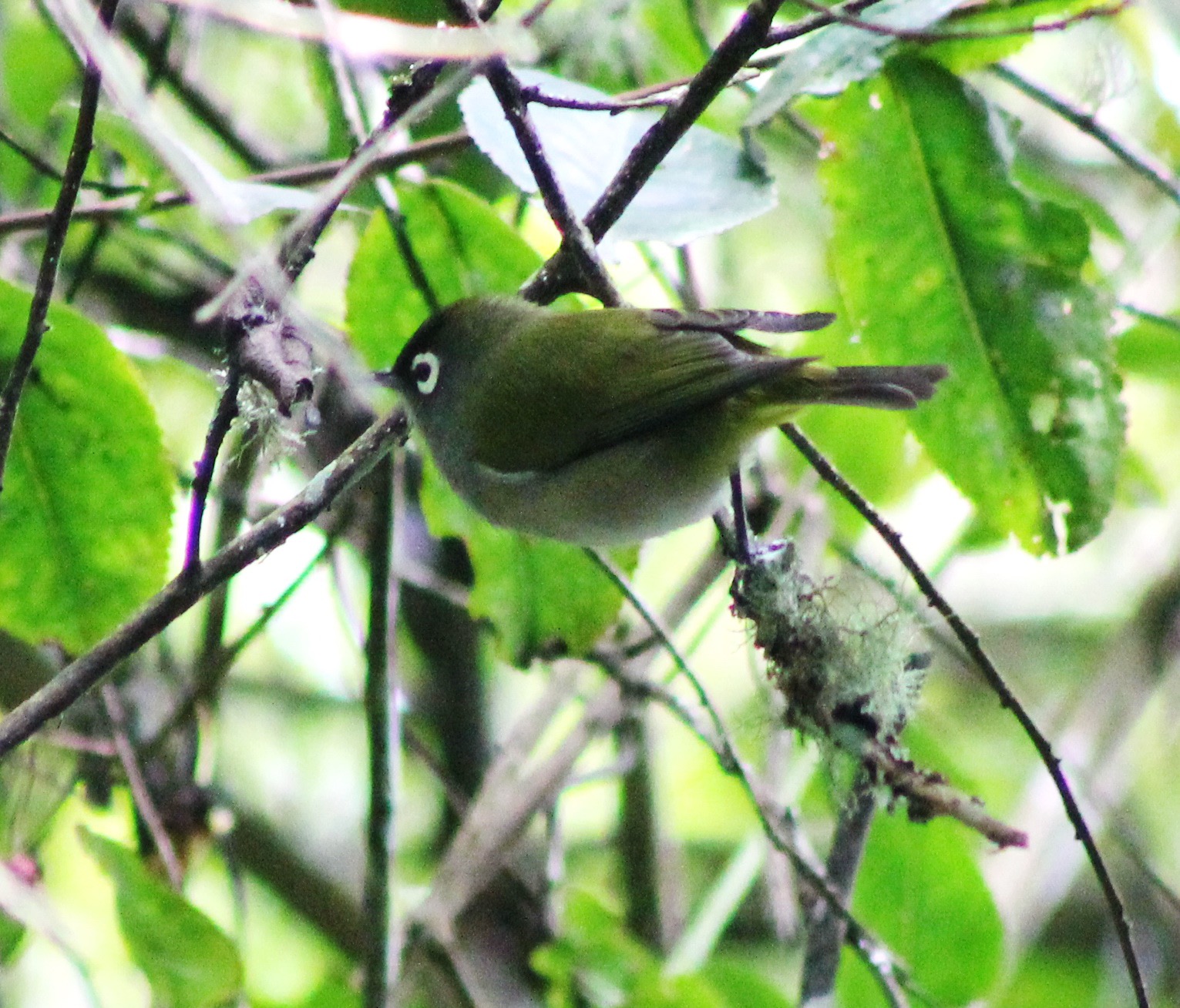 Oiseau lunette-2.JPG