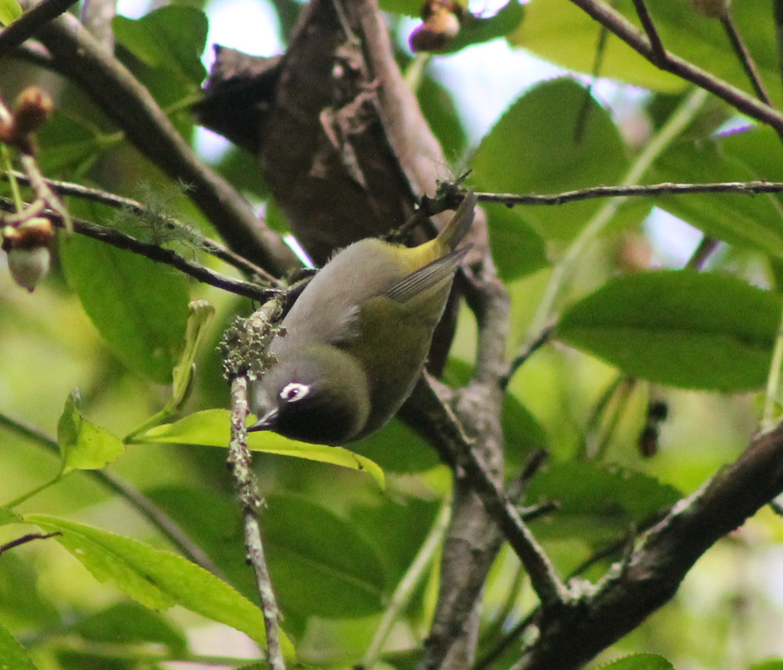 Oiseau lunette-3.JPG