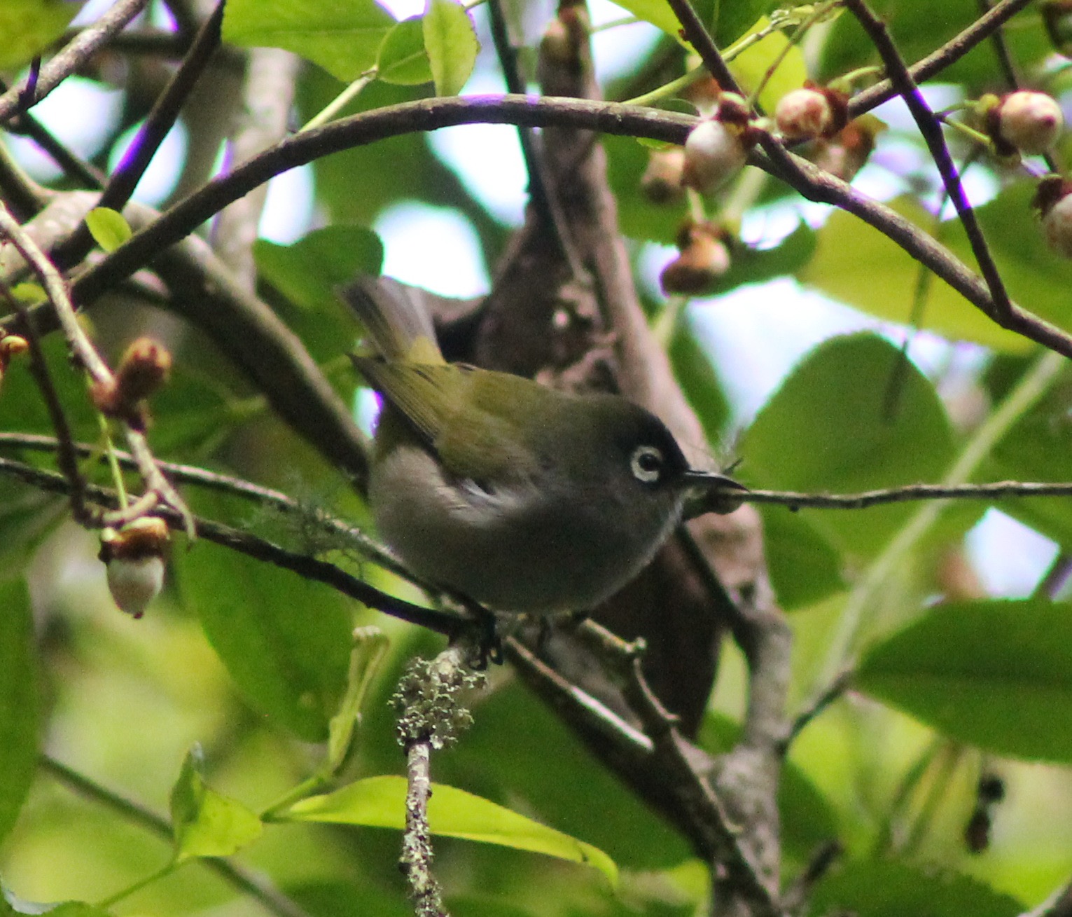 Oiseau lunette-4.JPG