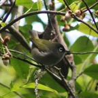 Oiseau lunette-4.JPG