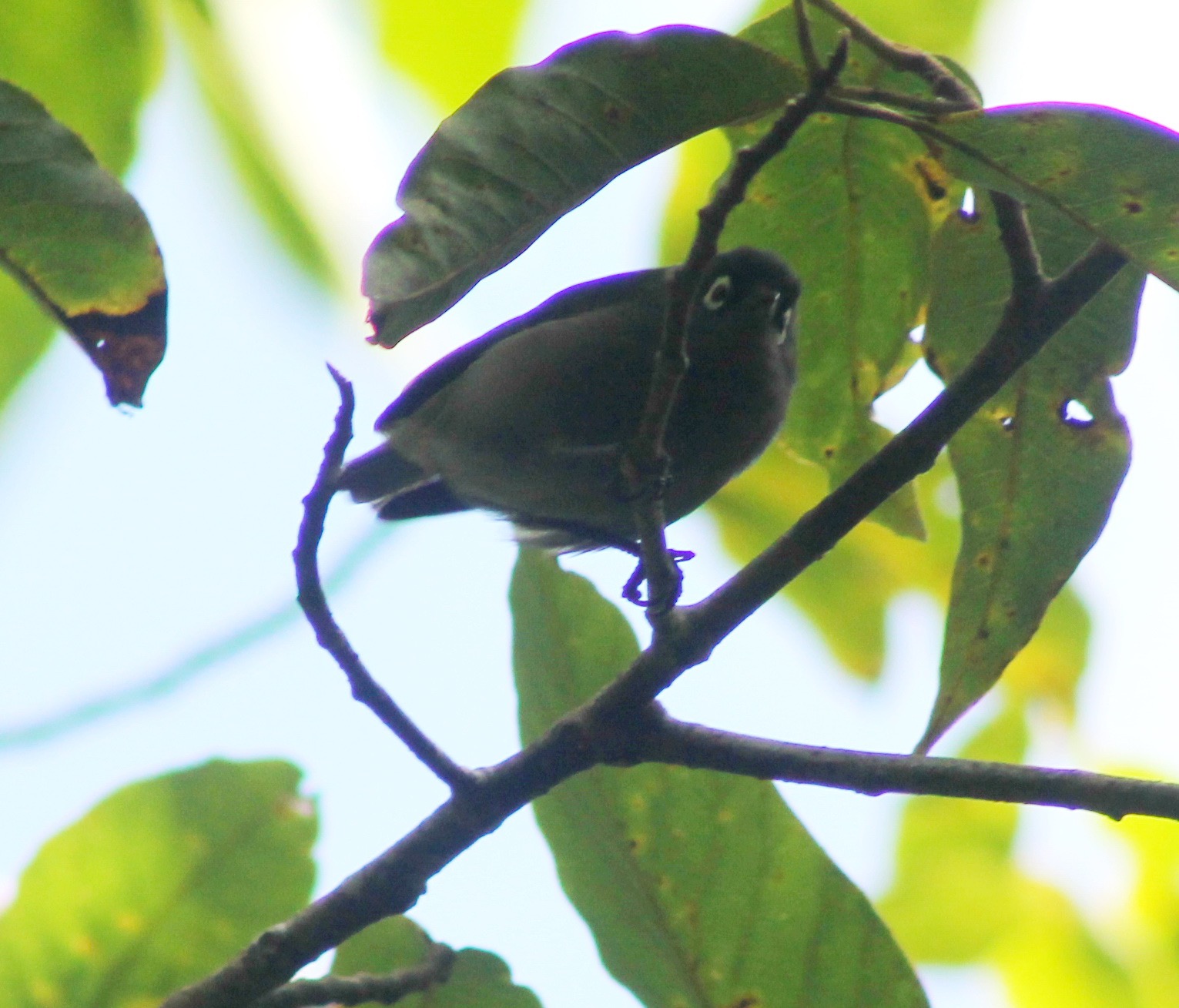 Oiseau lunette-1.JPG