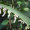 Cibdela janthina - Larves de mouche bleue au travail - ARGIDAE - Sumatra - P1060262.jpg