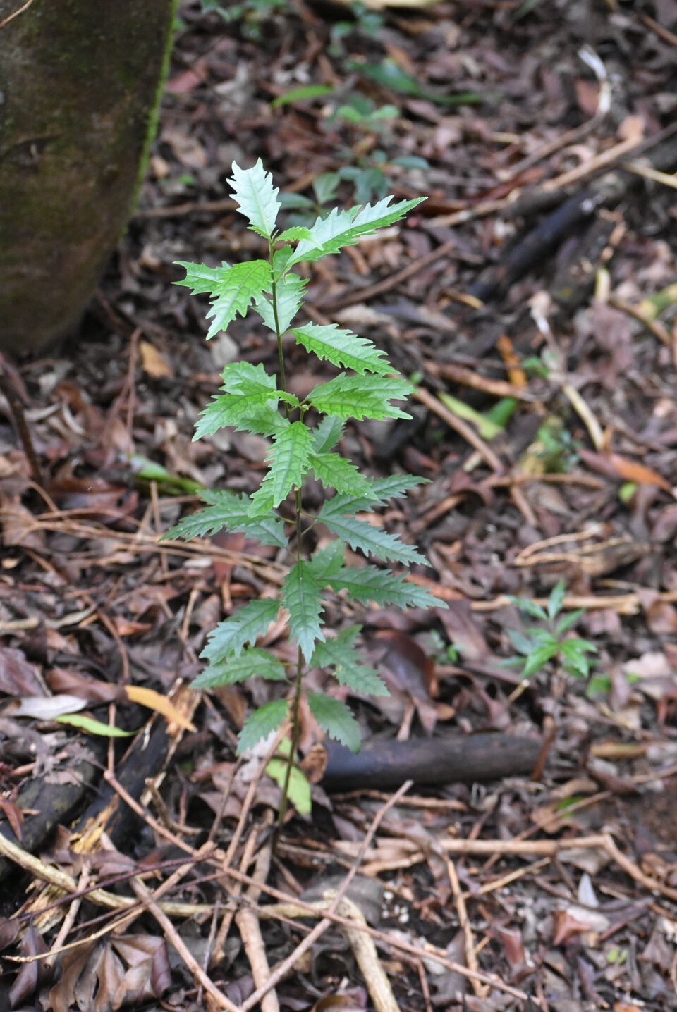 Claoxylon racemiflorum - Bois d'oiseaux - EUPHORBIACEAE - Endemique Reunion - MB3_2035.jpg