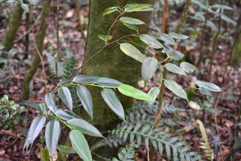 Maillardia borbonica - Bois de maman - MORACEAE - Endemique Reunion - MB3_2049.jpg