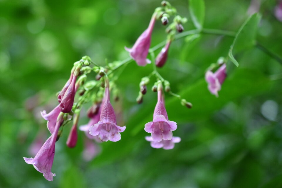 Strobilanthes hamiltonianus - Califon - ACANTHACEAE - EE - MB3_2003.jpg