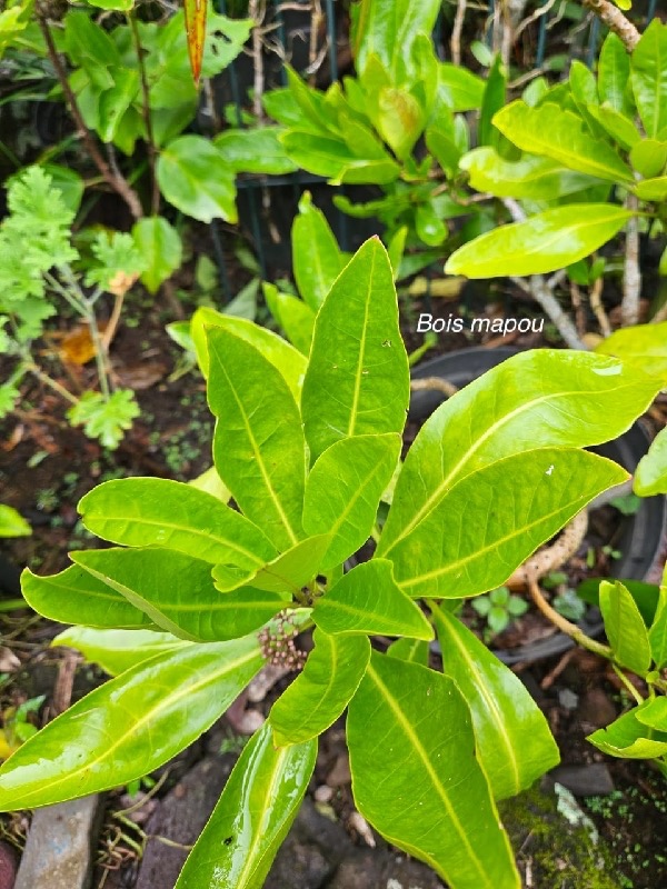 Pisonia lanceolata Bois mapou Nyctaginace ae Endémique La Réunion, Maurice 00.jpeg