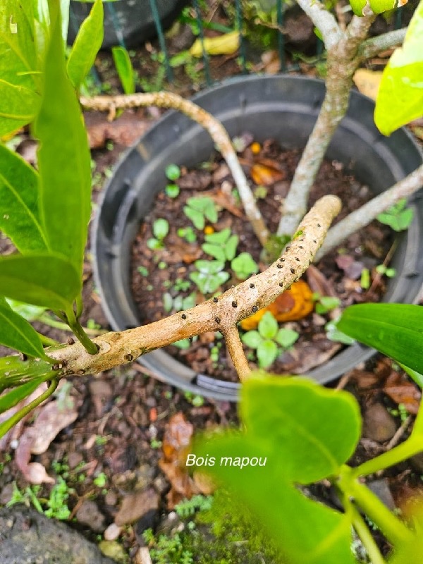 Pisonia lanceolata Bois mapou Nyctaginace ae Endémique La Réunion, Maurice 03.jpeg