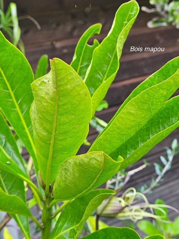 Pisonia lanceolata Bois mapou Nyctaginace ae Endémique La Réunion, Maurice 17.jpeg