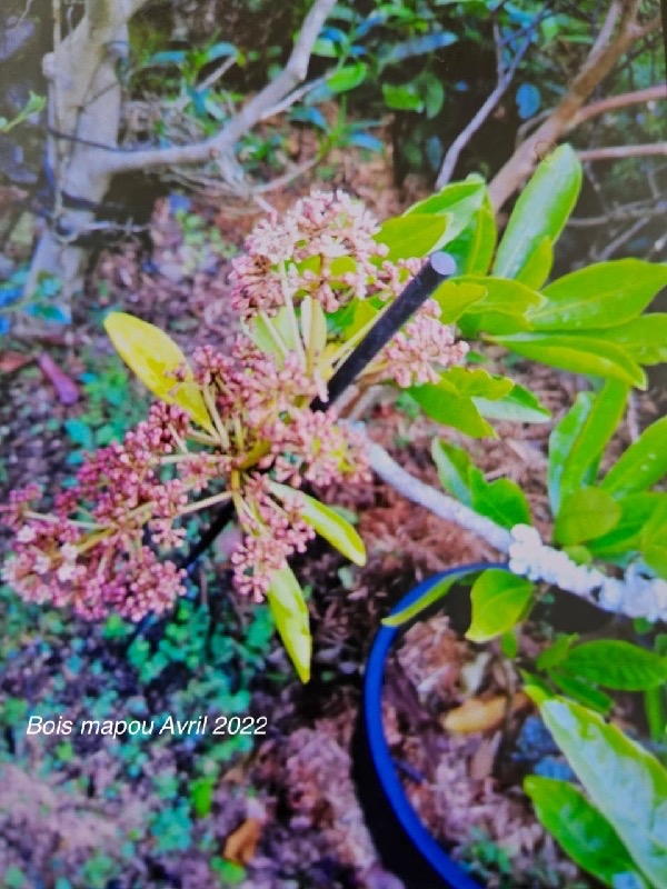 Pisonia lanceolata Bois mapou Nyctaginaceae End émique La Réunion, Maurice Avril 2022 08.jpeg