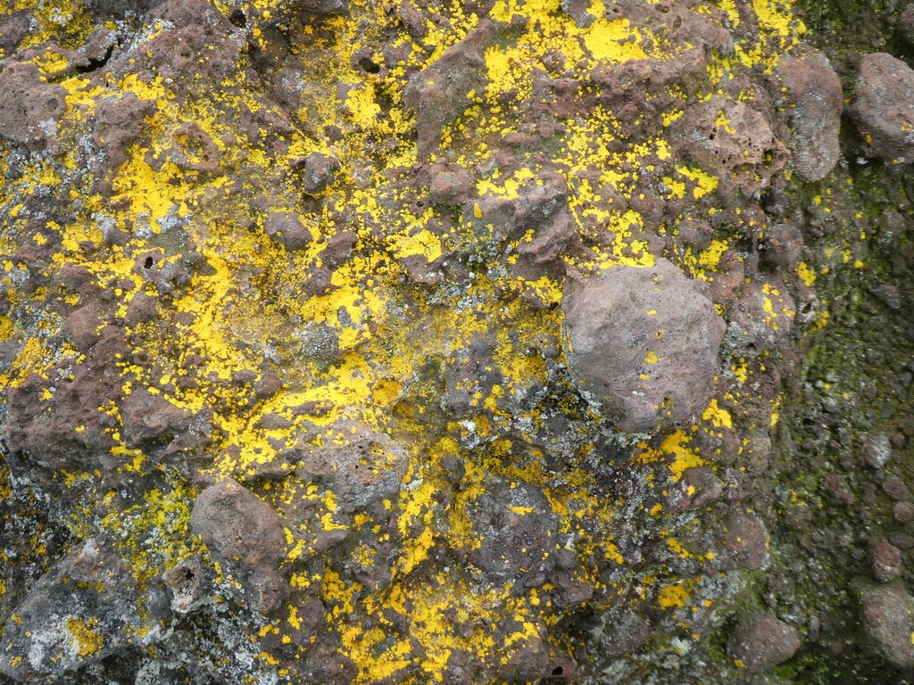 Xanthoria_sp_?_Lichen_croutant-P1080335.jpg