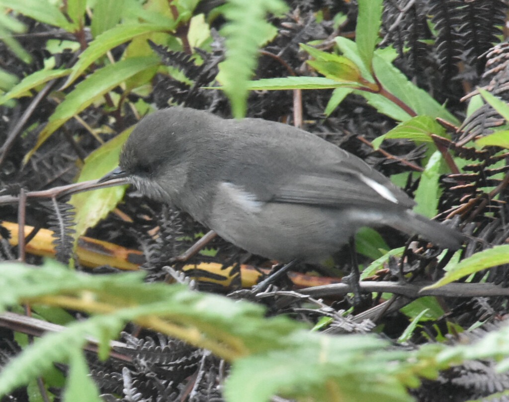 zosterops_borbonicus-zoizo_blanc-ZOSTEROPIDAE-Endemique_Reunion-MB3_6031b.jpg