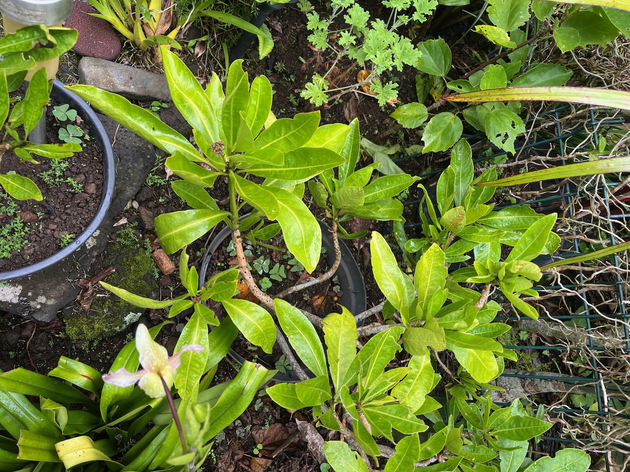 4. Pisonia lanceolata Bois mapou Nyctaginaceae Endémique La Réunion, Maurice.jpeg