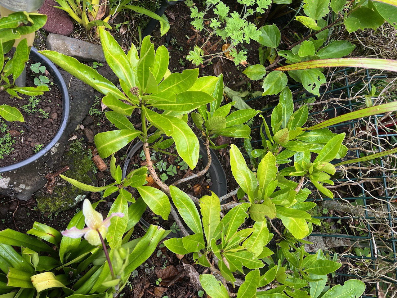 5. Pisonia lanceolata Bois mapou Nyctaginaceae Endémique La Réunion, Maurice.jpeg