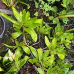 5. Pisonia lanceolata Bois mapou Nyctaginaceae Endémique La Réunion, Maurice.jpeg